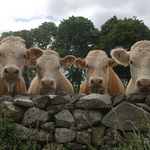 Over the Wall, Ireland