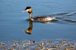 Great Crested Grebe