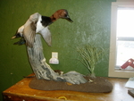 BREDA CANVASBACK