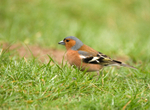 Chaffinch