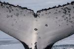Humpback Fingerprint