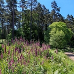 Forest Foxgloves No 4