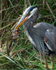 Great-blue Heron with fish