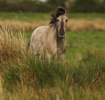 Konik