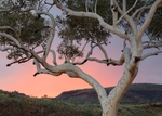 Karijini gum at sunrise