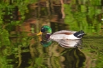 Mallard
