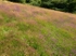 Sally Clark's Meadow