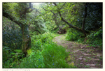 Path to St.Neot's Well, Cornwall