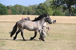 WJ6_4155
