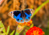 Blue Pansy Junonia orithya -12
