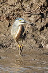 Striated Heron