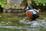 Harlequin Duck (male) wading, River Laxa, Iceland