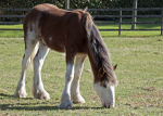 Rachel's Horses 11