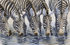 Zebras at the River