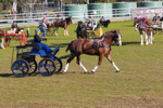 Harness Driving Challenge 32. 0A3A9497