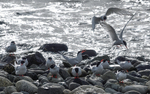 South American Tern