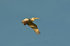 Dalmatian Pelican