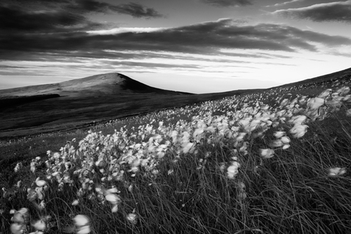 The top of South Barrule catches the last sun light of the day as the foreground mass of cotton grasses is blown in t…