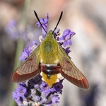 Broad-bordered Bee Hawk-moth (Hemaris fuciformis)