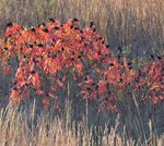 October Frost #4-Bug Farm
