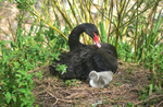 Black Swan Cygnet Spring 2026 4