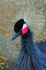 Crowned Crane