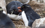 Rock-Hopper Penguin