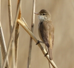 Reed Warbler