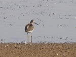 Greenshank