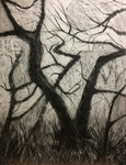 Wild Woods Drawing Series 2021 portfolio