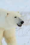 Polar Bear portrait, Gordon Point, Churchill, Canada