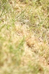SBM_16195