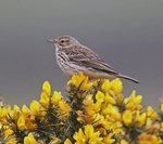 Meadow Pipit