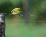 Yellowish Flycatcher portfolio