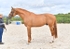 equiscot3607