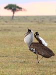 Kori Bustard displaying