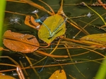 Azure Damselflies