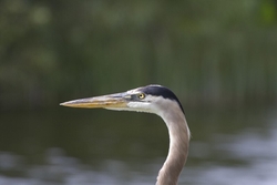 Great Blue Heron _0014