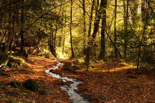 Early morning sunlight following several hours of overnight rain. The water winding its way down the track at Ballagl…