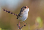 Red Wren Female 14