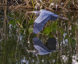 Great Blue Heron _0055