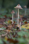 Fungi at Cholmondeley Castle, Cheshire