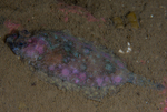 Phrynorhombus norvegicus