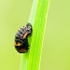 LadyBird Pupae