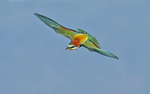 European Bee Eater
