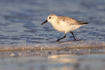Sanderling portfolio