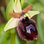 Ophrys bertoloniiformis (syn. O. bertoloni ssp bertoloniiformis)