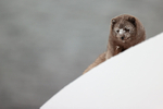 Male Arctic Fox top of slope, Hornstrandir, Iceland