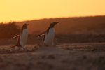 Sunset return by Gentoo Penguins to colony, Sea Lion Island, Falklands