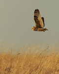 Short-eared Owl in sunshine, Hawling, Gloucestershire